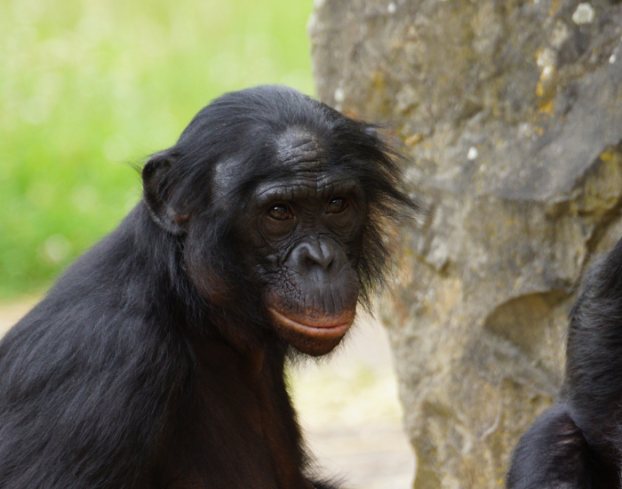 Close up of a female bonobo