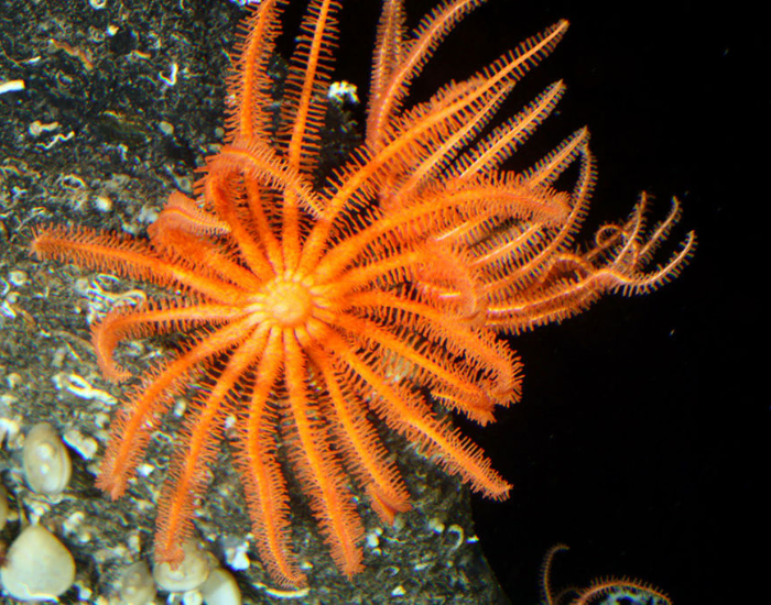 Brisingid-Sea-Stars.webp orange Brisingid Sea Stars underwater