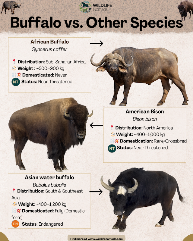 infographic comparing Buffalo vs. Other Species