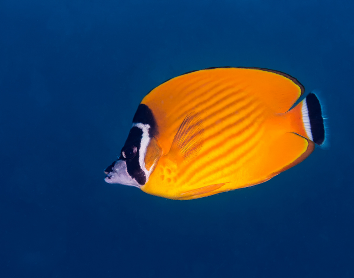 Butterflyfish-Chaetodontidae.webp Butterflyfish swimming in the ocean