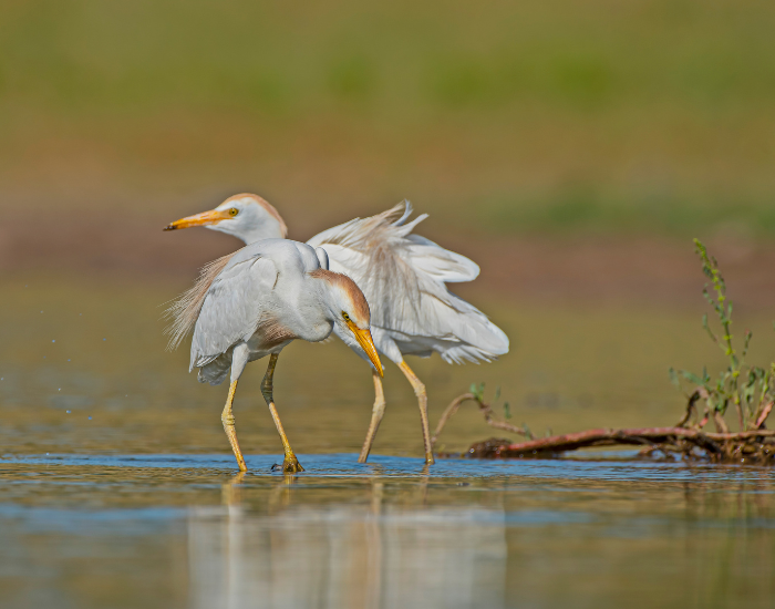 Cattle-Egret-Bubulcus-ibis.webp two Cattle Egrets on a swamp