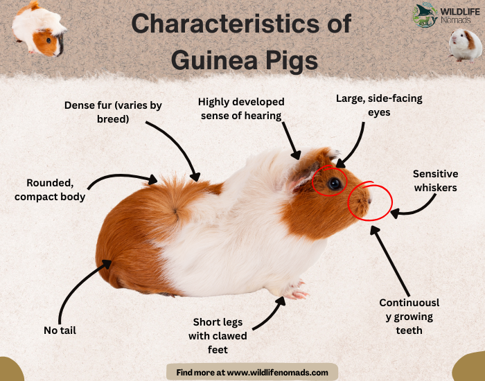 Characteristics-of-Guinea-Pigs.webp Characteristics of Guinea Pigs infographic showing main anatomy features