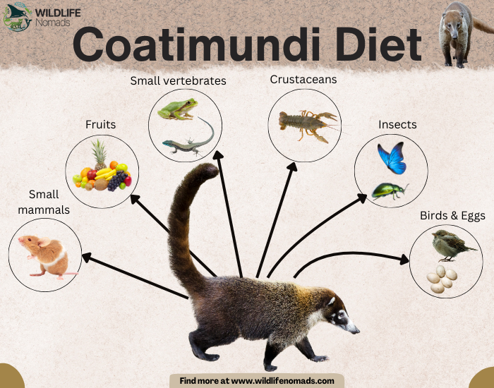 infographic showing a coatimundi photo and their diet