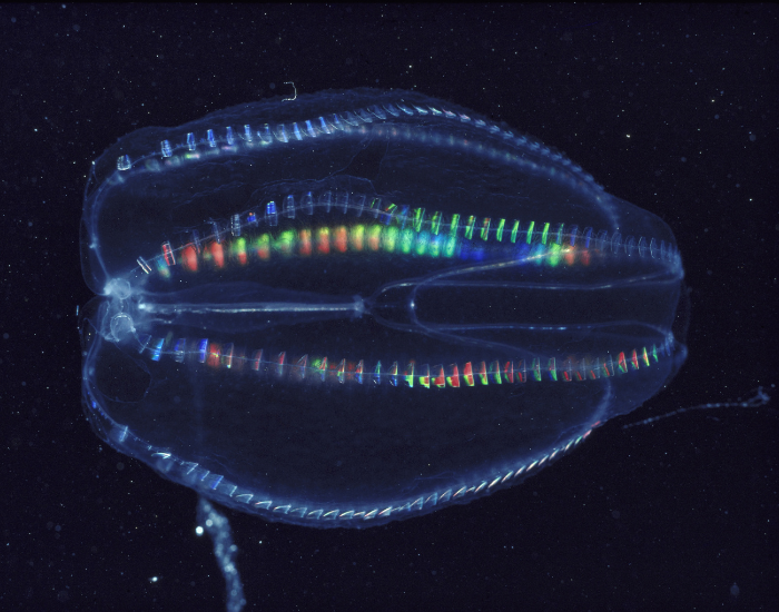 Comb-Jellies-Ctenophores-2.webp close up of a Comb Jelly