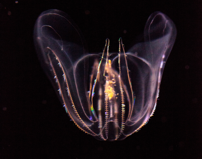 Comb-Jellies-Ctenophores.webp Comb Jellies Ctenophore glowing