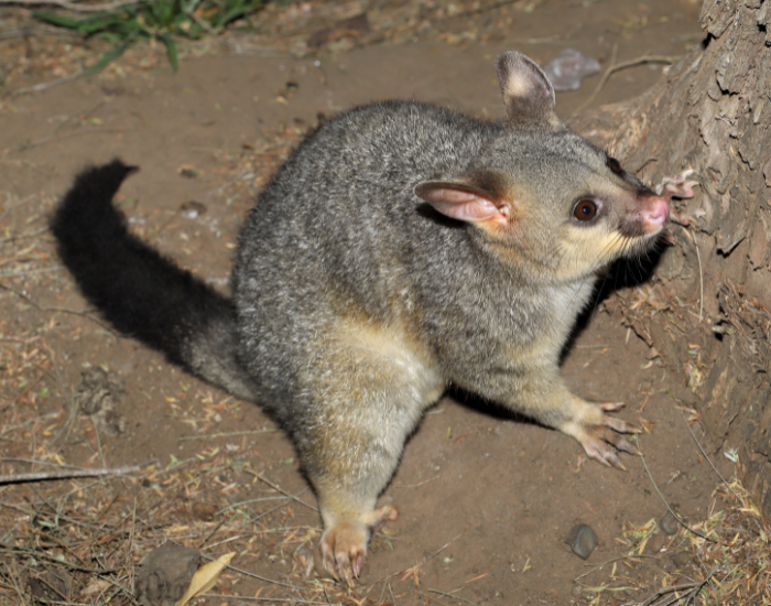 Common Brushtail Possum on the ground in the wild