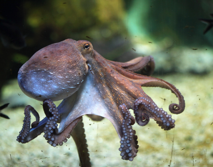 A common octopus photographed underwater, showing its large eye and coiled arms.