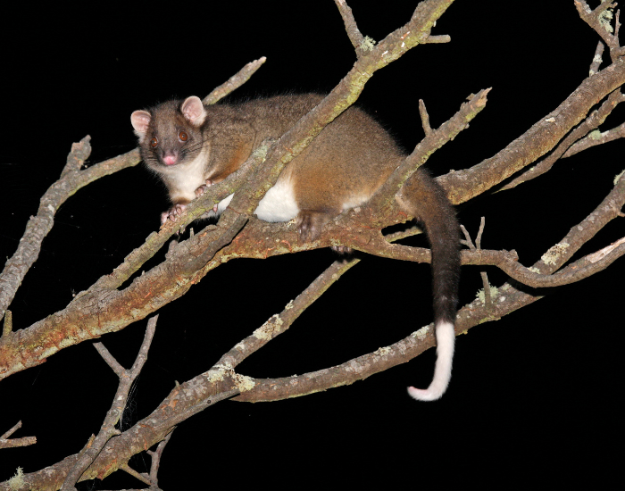 Common Ringtail Possum  on a tree