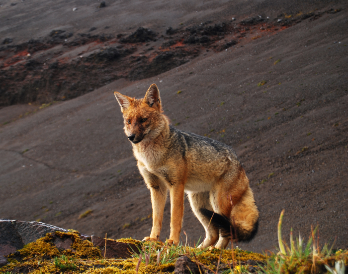 Culpeo fox standing over a rocky outcrop