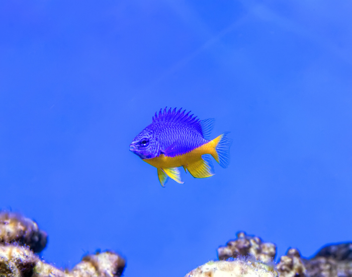 Damselfish-Pomacentridae.webp Damselfish swimming in the ocean