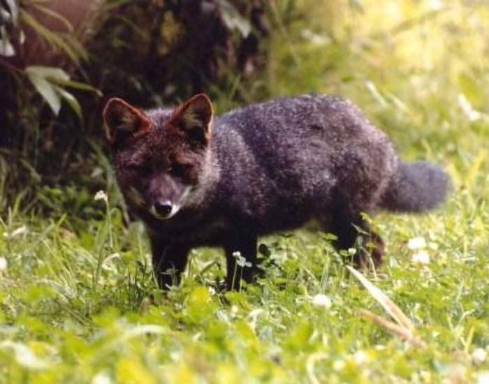 Darwin's fox walking over grass