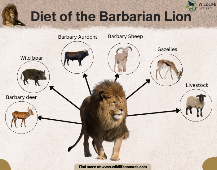 Diet-of-the-Barbarian-Lion.webp infographic showing a barbarian lion and its diet