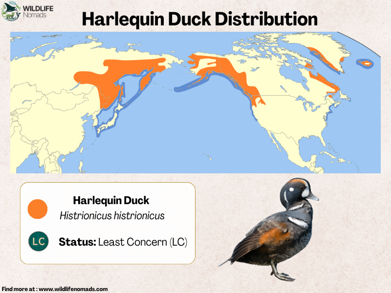 Distribution-of-harlequin-ducks.webp a map of the northern hemisphere showing the harlequin duck distribution