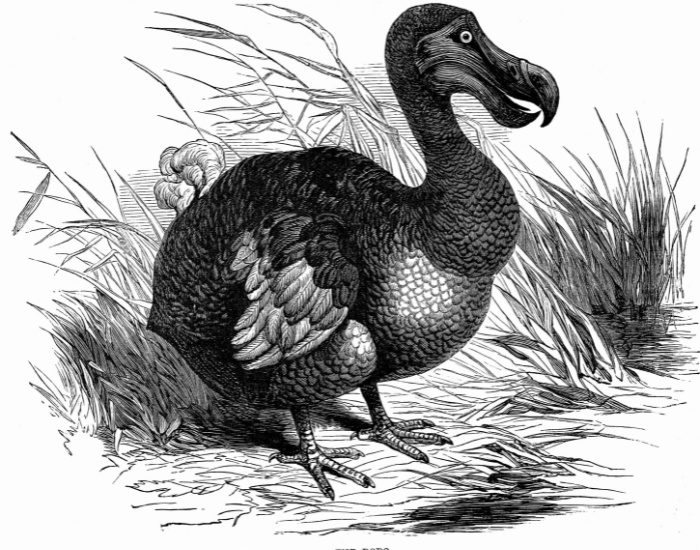 Dodo.webp drawing of a dodo in baclk and white