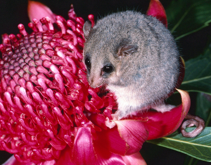 Eastern Pygmy Possum  on a pink flower