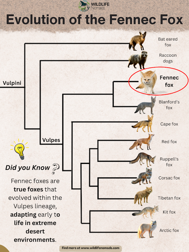 Evolution-of-Fennec-Fox.webp infographic showing the family tree of the The evolution of the Fennec Fox by Wildlife Nomads