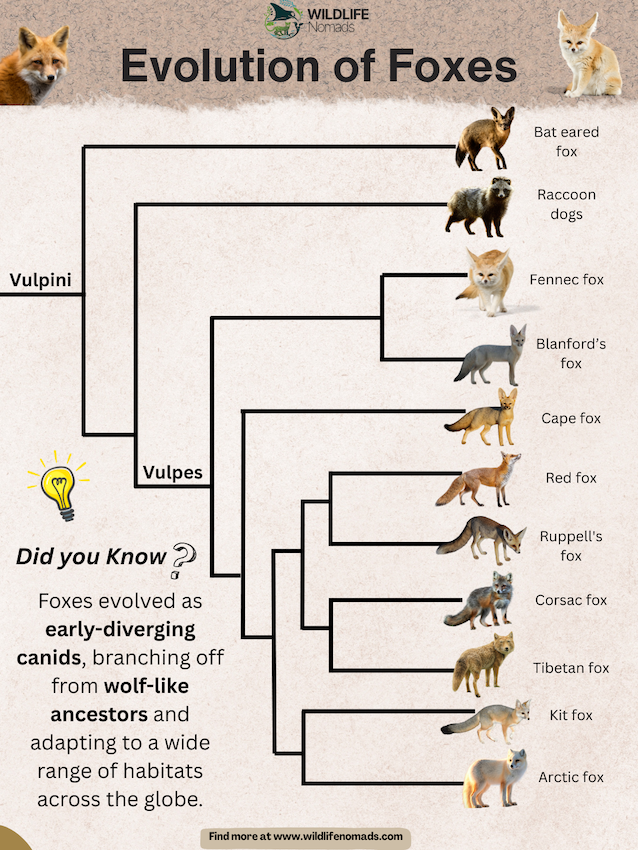 infographic showing the evolution of foxes within the vulpini family