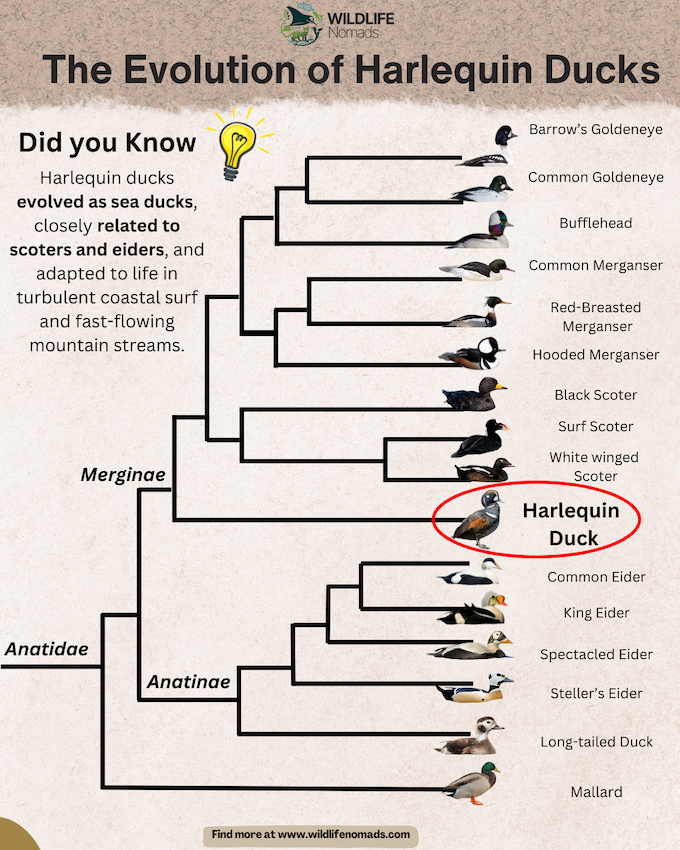 Evolution-of-Harlequin-Ducks-phylogenetic-tree.webp Evolutionary tree showing harlequin ducks within the Anatidae family and Merginae subfamily, related to scoters and eiders.