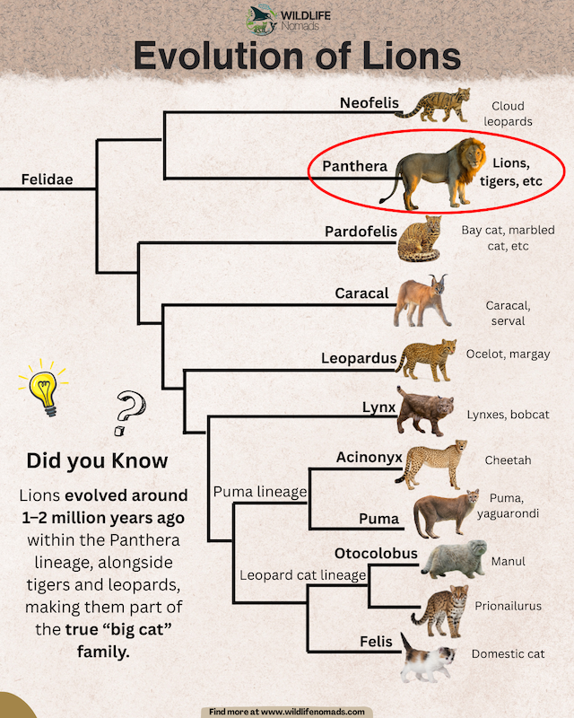 Evolution-of-lions-infographic-1.webp Evolution of Lions infographic