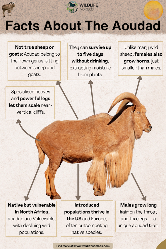 Facts-About-The-Aoudad.webp Facts About The Aoudad infographic