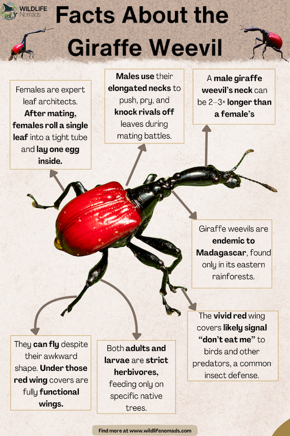 Facts About the Giraffe Weevil infographic