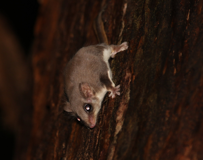 Feathertail Glider  on a tree climbing down