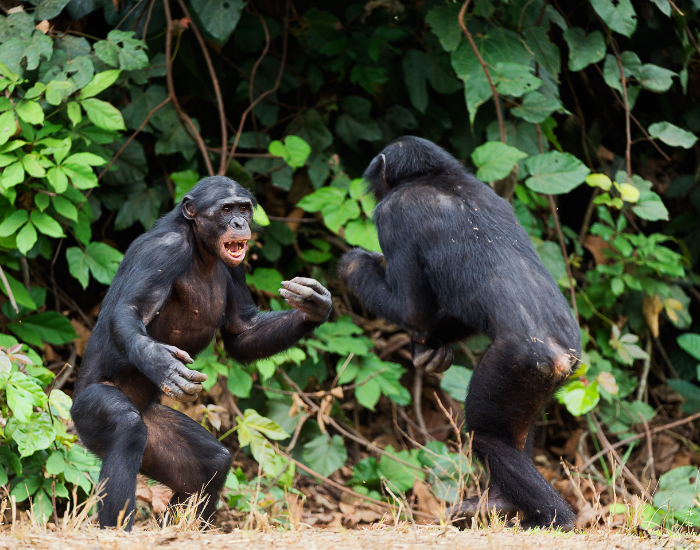 two bonobos playing fighting