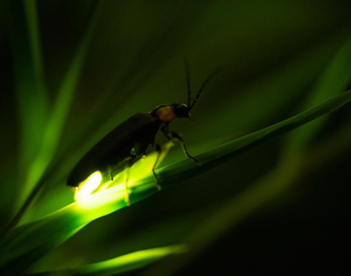 Firefly.webp close up of a Firefly in a plant