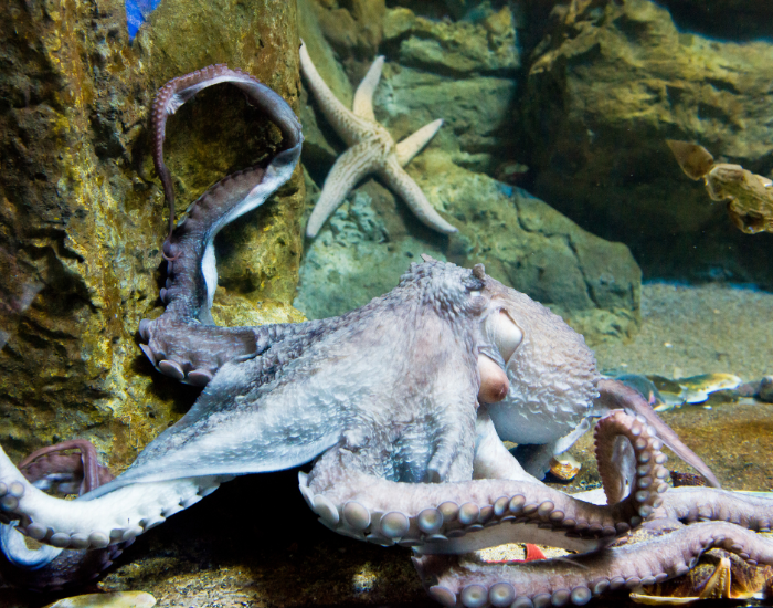 Frilled-Giant-Pacific-Octopus-Enteroctopus.webp Frilled Giant Pacific Octopus underwater photo on a tank
