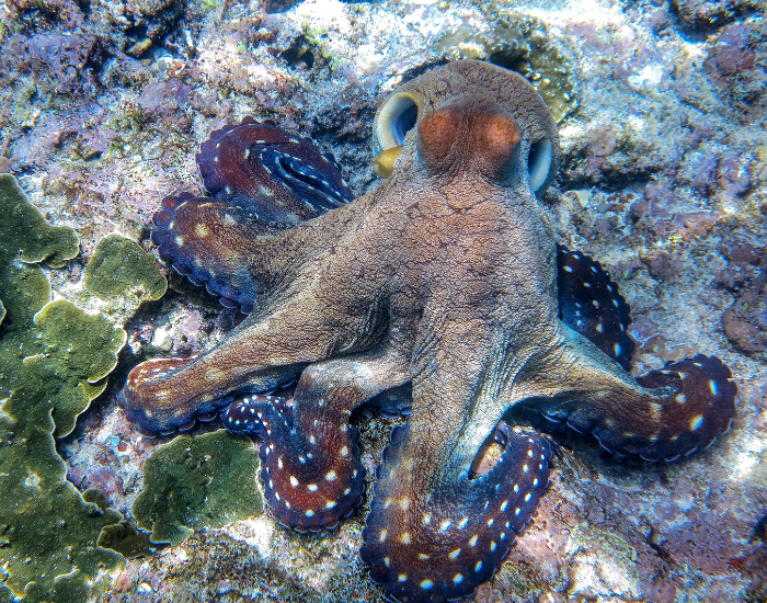 Giant-Blue-Octopus-Octopus-cyanea.webp Giant Blue Octopus laying over the ocean floor
