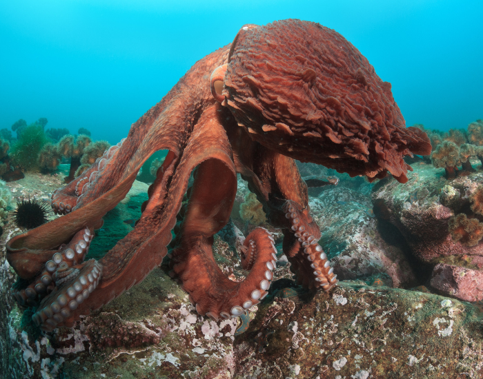 Giant-Pacific-Octopus-Enteroctopus-dofleini.webp underwate rphoto of a Giant Pacific Octopus