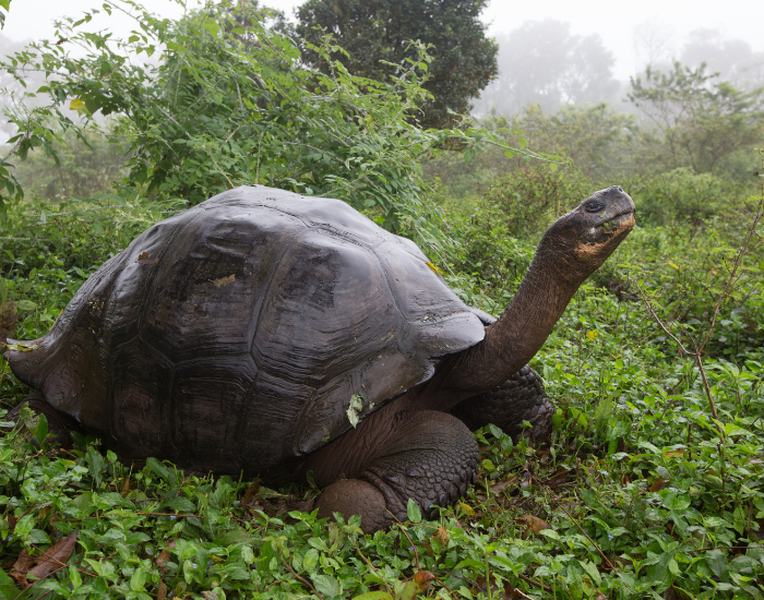 giant tortoise in the wild