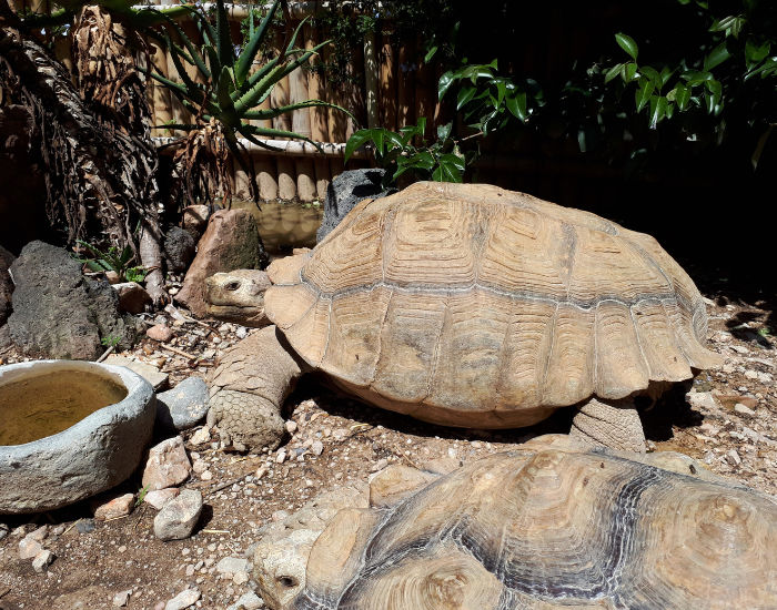 Giant Tortoise in captivity