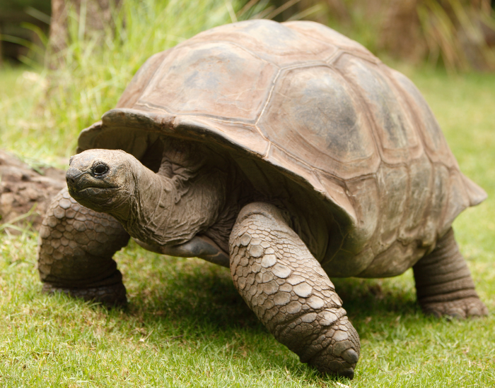 giant tortoise walking
