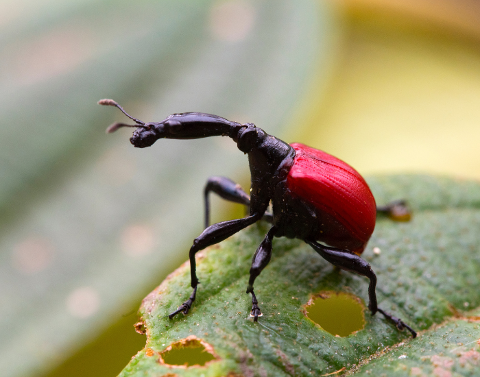 a giraffe weevil standing on a leaf
