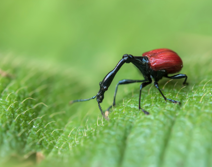 Giraffe-Weevil walking on a leaf