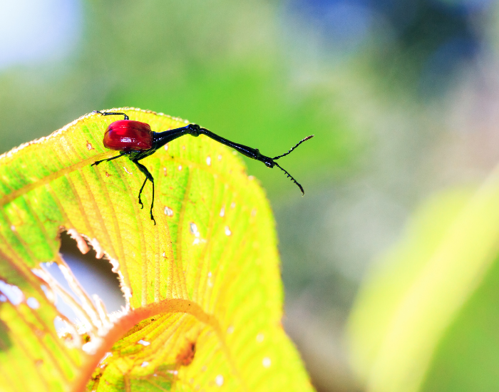 Giraffe Weevil walking on a leaf