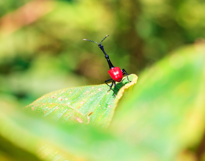 a far away giraffe weevil on a leaf in its habitat