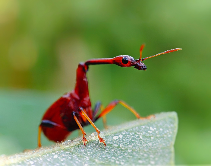  Giraffe Weevil close up