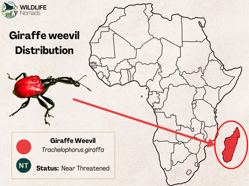 Giraffe weevil Distribution map showing Africa and madagascar