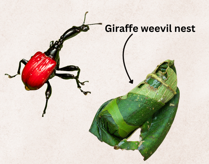 Giraffe weevil nest illustration