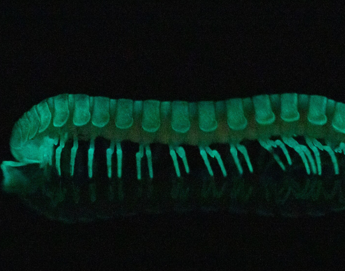 Glowing-Millipedes-Motyxia.webp Glowing Millipedes with black background