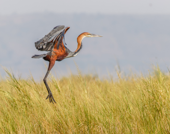 Goliath-Heron-Ardea-goliath.webp Goliath Heron FLYING OVER A WETLAND