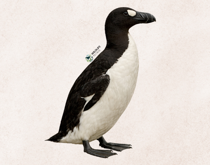 Great-Auk.webp a great auk with white background