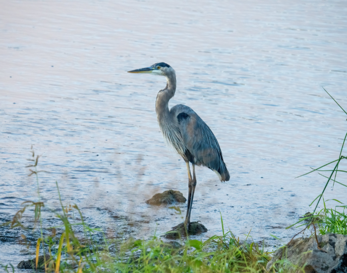 Great-Blue-Heron-Ardea-herodias.webp Great Blue Heron standing on a wetland
