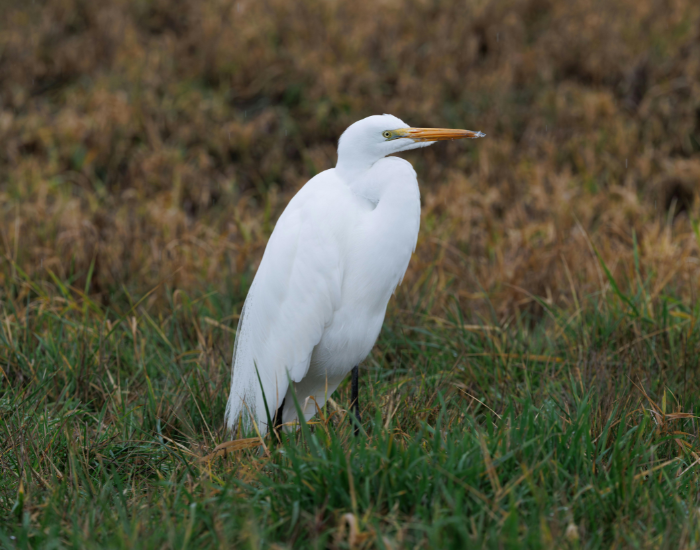 Great-Egret-Ardea-alba-2.webp Great Egret in the wild