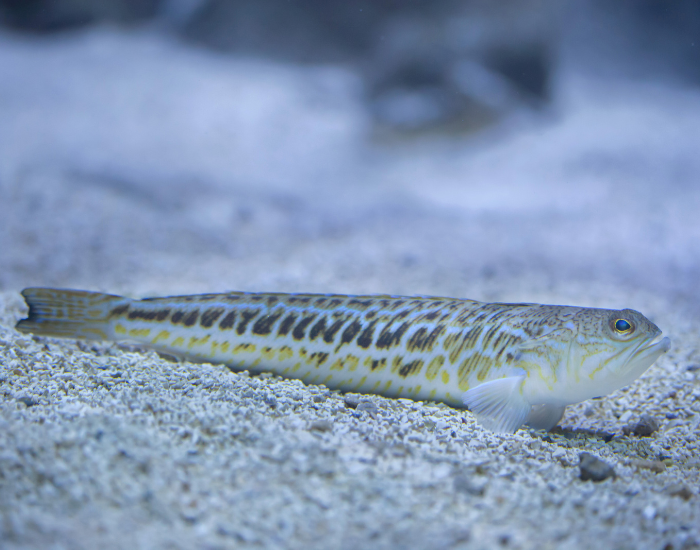 Greater-Weever-Fish-Trachinus-draco.webp Greater Weever Fish swimming at the bottom