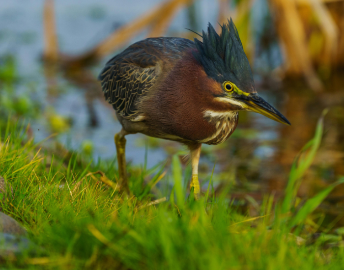 Green-Heron-Butorides-virescens.webp Green Heron walking in the wild