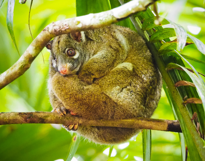 Green Ringtail Possum  coiled on a tree in its habitat