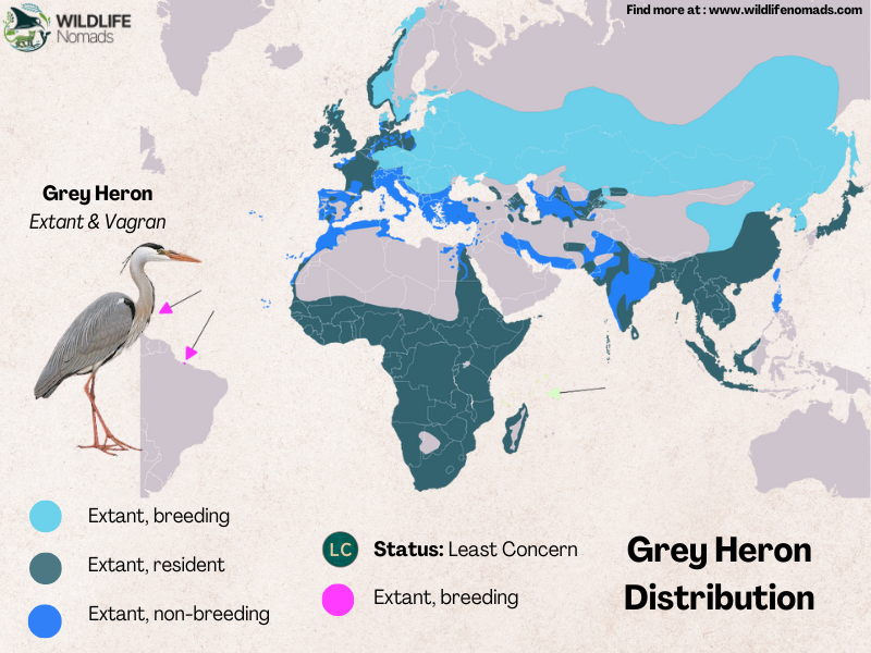 Grey-Heron-distribution.webp Grey Heron distribution map